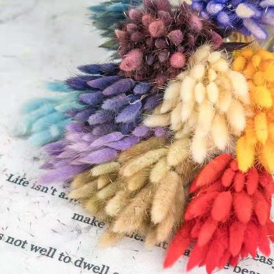 China Real Home Decors Mini Rabbit Pampas Wreath Bunny Group Wedding Lgurus Dry Bunny Tail Ovatus By Grass Cut Tail Grass for sale