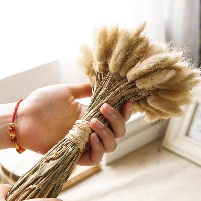 China Home Decor Yunnan Popular Dried Flowers Long Stem Lagurus Dried Flowers For Home Decoration for sale