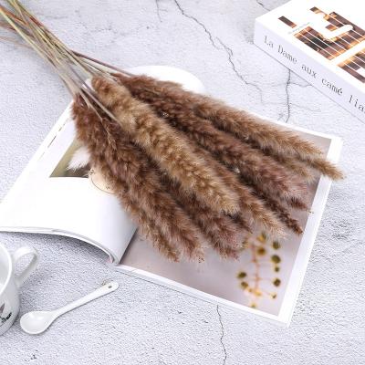 China Home Decor Amazon Hit Home Decor Flowers Dry Plant 30pcs Per Pack Small Natural Pampas Grass Weed Reed for sale