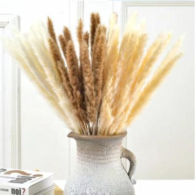 China Wedding Home Decor Amazon Decor Natural Dry Pampas Grass Small Fluffy Reed Pampas Grass for sale