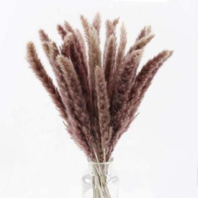 China 2021 Home Decor Small Dried Natural Pampas Grass Fluffy Dried Flower For Decoration Wedding Home for sale