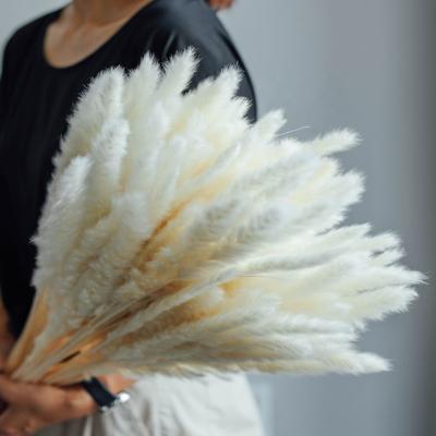 China Home Decor 2021 Top Selling Home Or Wedding Decoration Dry Flower Small Pampas Grass White Pampas Grass for sale