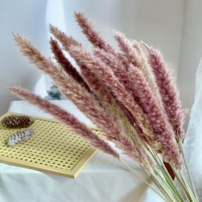 China Wholesale Home Decor Dried Flowers Real Natural Small Pampas Grass 30pcs Gift Box For Amazon for sale