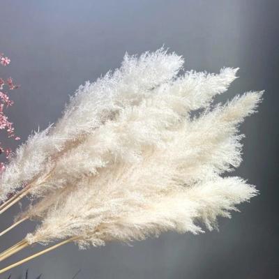 China Decorative White Tubular Pampas Grass Natural Dry Flowers 80cm Large Home Decor Style 2021 New for sale