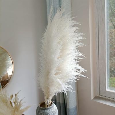 China White Gray Natural Faux Pampas Grass Large Pompa Small Fluffy Home Decor Large Home Decor Dry Pampas Grass 45-120cm for sale