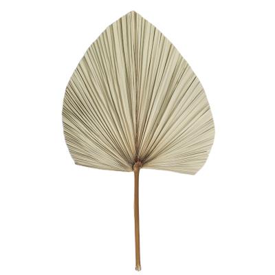 China Home Decor Hot Selling Amazon Dried Palm Leaves On Cake Palm Leaves Wedding Decoration for sale