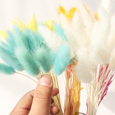 China Home Decor Amazon Plant Bunny Tails Dry Flowers Lagurus Dry Natural Bunches For Home Decorations for sale