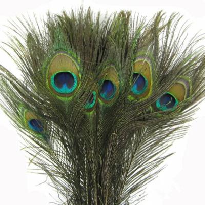 China Multiple Peacock Tail Peacock Feather Pheasant Tail Rooster Feather for sale