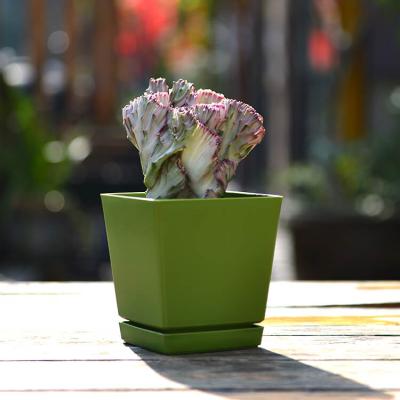 China BRICE Factory Plastic Color Garden Planter Self-watering Polygonal Square Flower Pot With Tray Indoor Small Nursery Plant Succulents Pots for sale