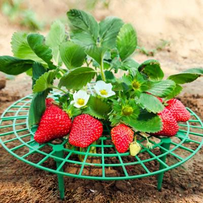 China Easily Assembled Round Stand Removable Fruit Plant Vine Cage Frame Support Strawberry Growing Rack Away From The Ground Gardening Bracket for sale