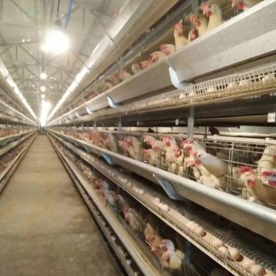 China Farms Hot Sale Automatic Battery Cage Factory Price Battery Chicken Layer Cage for sale