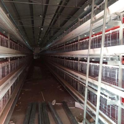 China Farms Chicken Layer Cage With Automatic Fertilizer Removal System for sale