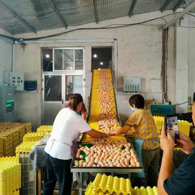 China Farms H Type Chicken Layer Cage Battery With Automatic Egg Collection System for sale