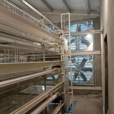 China Farms Egg Cage / Poultry Farm H Type Frame Egg Laying Cages for sale