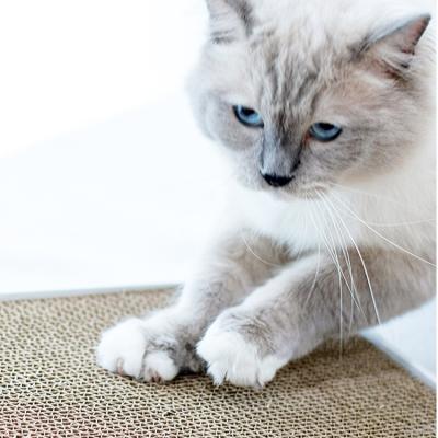 China Supplier Sustainable Pet China Wavy Cat Scratcher Toys Help Sharpen Claws for sale