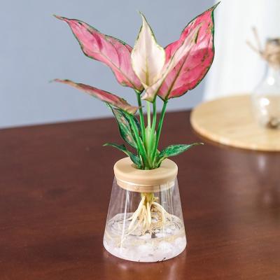 China DEEPBANG Modern Indoor Office Around Ceramic Small Planter Transparent Clear Self Watering Planter Flower Pots for sale