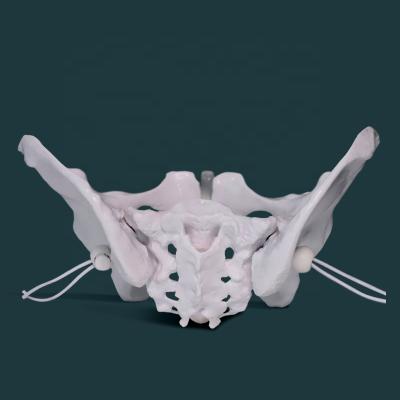 China Anatomy for Science Classroom Study Display Teaching Medical Model Medical Teaching and Learning AIDS Science Classroom Skeletal Model Tool Life Size Pelvis Model for sale