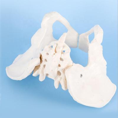 China Anatomy for Science Classroom Study Display Teaching Model Scientific Flexible Female Pelvic Pelvic Model Female Pelvic Skeleton Anatomy Model for Science Classroom Study Teaching Medical Model for sale