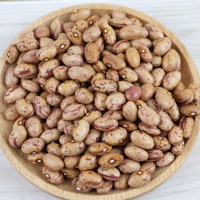 China Dried Spotted Kidney Beans for sale