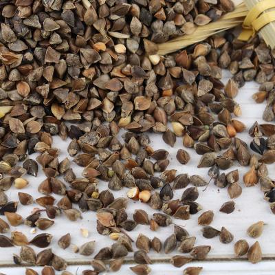 China Hulled buckwheat/buckwheat grain/seed in bulk dried buckwheat for sale