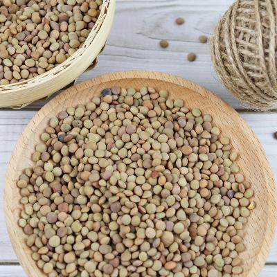 China Chinese Lentils Dry Good Quality Green Lentils for sale