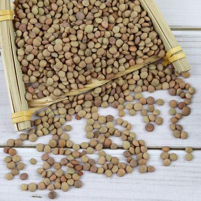 China New arrival dry green lentils with worldwide delivery grain impurities, not more than 3.5%, lentils wholesale for sale