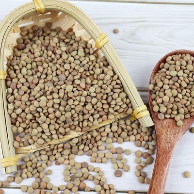 China Chinese Dry Gansu Green Lentils High Quality Lentils Hot Selling for sale