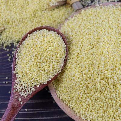 China Best Selling Dried Pure White Millet 10% Moisture Wholesale Dealer For Global Buy for sale