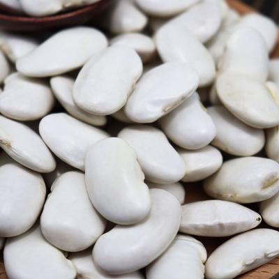 China Factory original dry white dwarf bean export Wholesale natural white dwarf bean Egyptian cultivation of new for sale