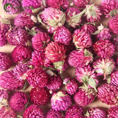 China Additives Zero Bulk Flower Tea New Arrival Globe Amaranth High Quality Organic Herbal Dried Flower Detox Tea for sale