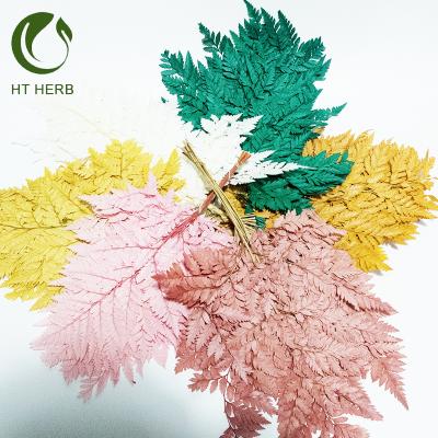 China Dried Natural Dried Long Lasting Green Alpine Flower Fern Leaves For Flower Bouquets for sale