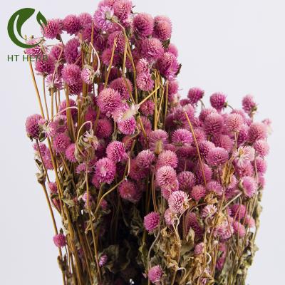 China Dried Flower Dried Gomphrena globosa globosa Flower Dried Flower Wedding Party Home Decor Preserved Flower for sale