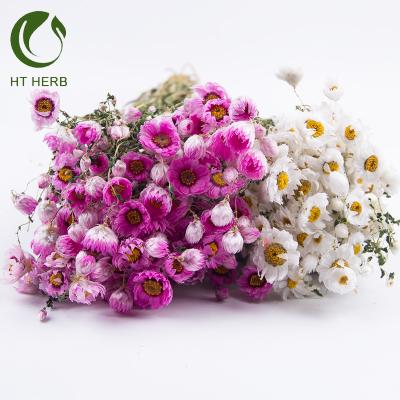 China New Rhodanthe Flower Dry Flower Group Material Preserved Pink And White Rhodanthe Wholesale for sale