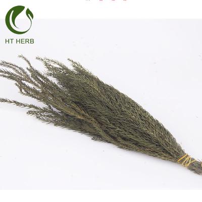 China Grass Preserved Plants For Home Decor Non-Grass Dried Flower for sale