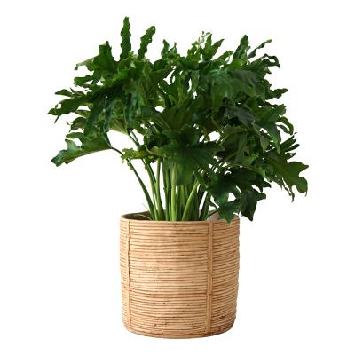 China New Arrival CLASSIC Round Shape Rattan Looking Cement Green Plant Pots Luxury Flower Pots With Tassels For Garden Decor for sale