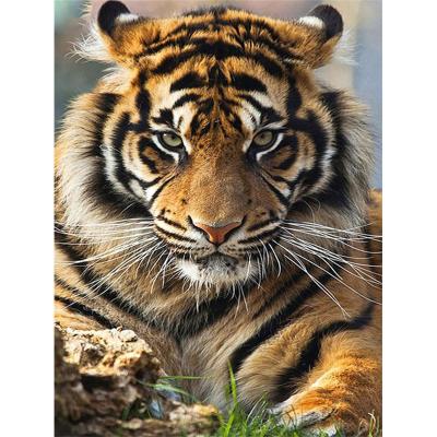 China HUACAN Modern In Stock Picture Diamond Painting Wall Decor Art Painting Tiger Animal Tool Box Seascape Paintings Rooms Pictures for sale