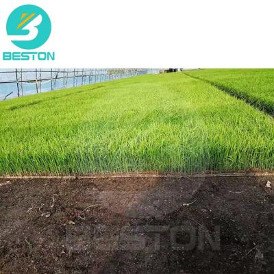 China BESTON BTF-4-4 Seed Seedling Production Planting Machine / Socket Tray Precision Seeder Machine for sale