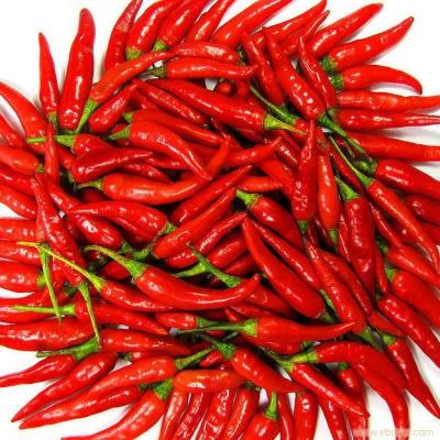 China Wholesale FROZEN Chilli Jinta Bulk IFQ Frozen Red Chilli for sale