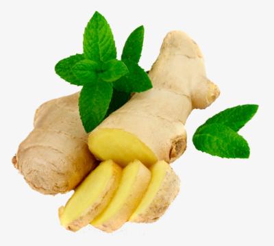 China Wholesale best price shangdong frozen ginger for sale