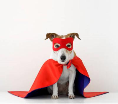 China Eco-Friendly Custom Made Dog Cat Costume Satin Pet Superhero Cloak Capes for sale