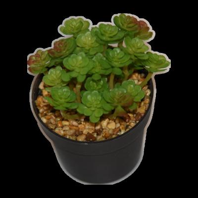 China Mini Desktop Decoration Artificial Soft Leather Plastic Plant Green Plants Wholesale Artificial for sale