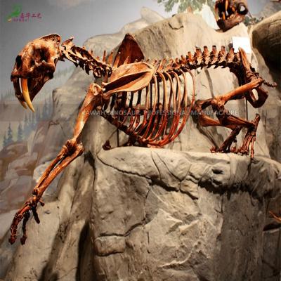 China Outdoor Playground/Museum/Theme Park Assemble Dinosaur Model Large Animal Dinosaur Skeleton Reproductions For Science Museum for sale