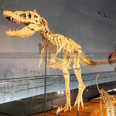 China Outdoor Realistic Fiberglass Dinosaur Skeleton Reproductions Playground/Museum/Theme Park Dinosaur Skull Model For Indoor Displays for sale