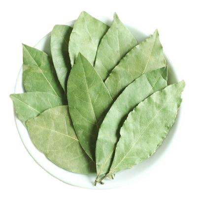 China DRY BAY LEAF BAY LEAVES for sale