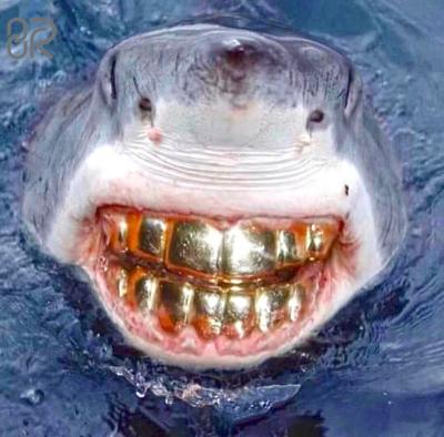 China Custom Silver 10k 14k 18k Gold Teeth Grillz Shark Style Solid Shine Fine Jewelry Grillz for sale