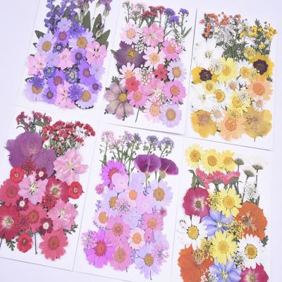 China 2022 New Hot Style Amazon Dried Pressed Flowers For Real Resin Nature Flowers Herb Set For DIY Jewelry Candle Soap Vase Making Nail Art Floral Decors for sale