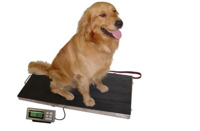 Chine Acier inoxydable 304 balances de chien bas du plateau 150kg à vendre