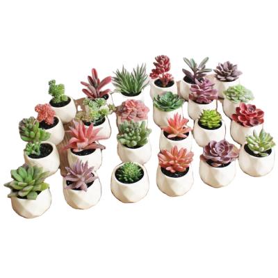 China Eco-friendly DIY Photography Props Creative Succulent Ornaments Plant White Custom Artificial Succulent Pot for sale