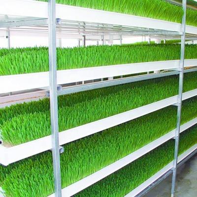 China 2021 Growing Forage Vertical Fodder Systems or Microgreen Hydroponic Growing System for sale