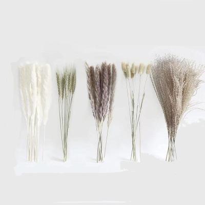 China Party boho home wedding home decor plant flower natural eco fluffy dry pampas grass 50pcs in 1 set for sale